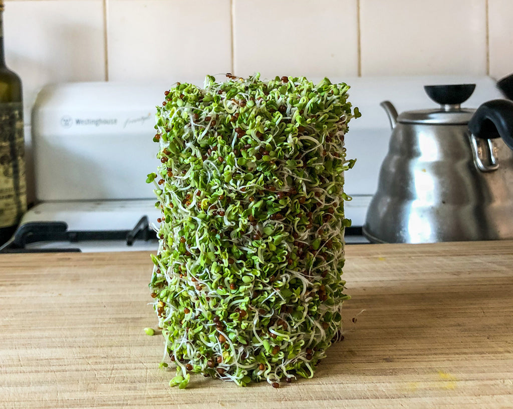 What are Broccoli Sprouts and How Do I Grow Them? Naked Paleo Blog - Dan Barrel One Coffee Roasters